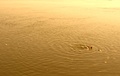 Ganges Sand