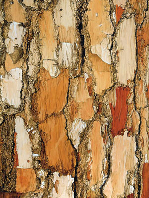 Tree, California